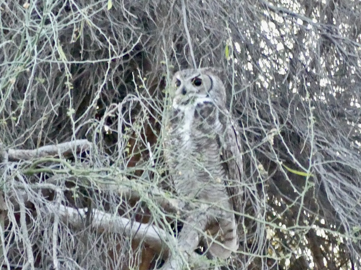 Great Horned Owl - ML618377733