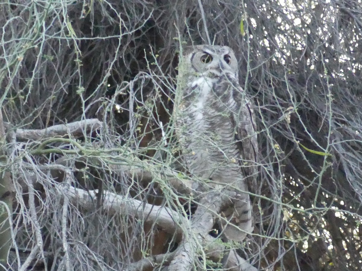 Great Horned Owl - ML618377734