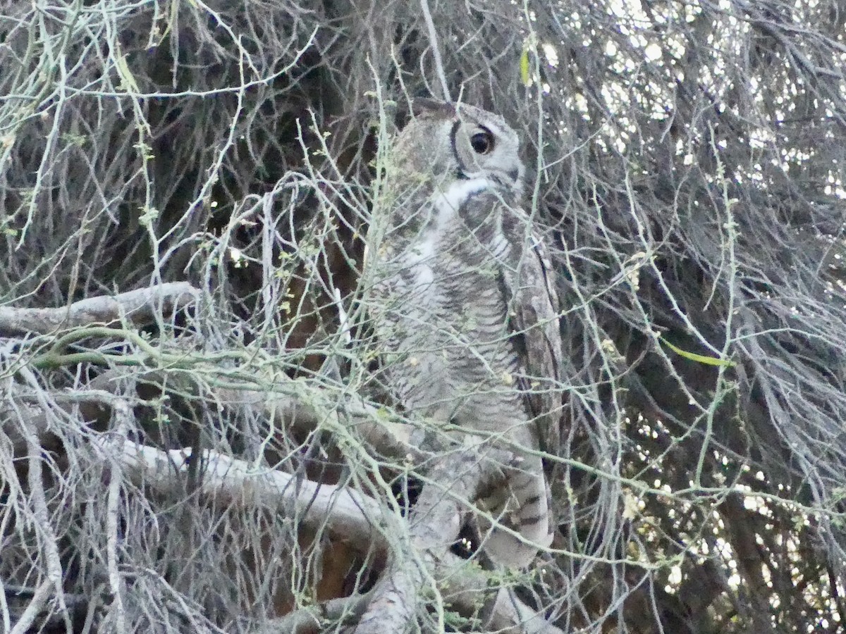 Great Horned Owl - ML618377735