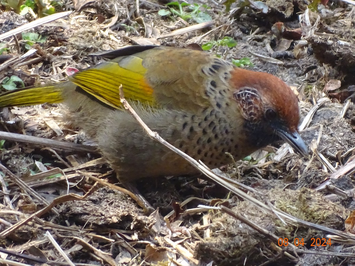 Chestnut-crowned Laughingthrush - ML618377742