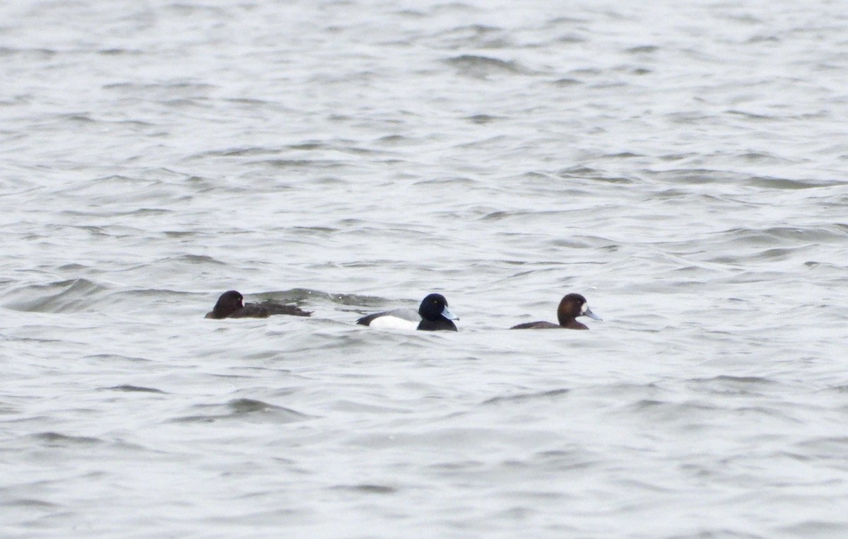 Greater Scaup - ML618377743