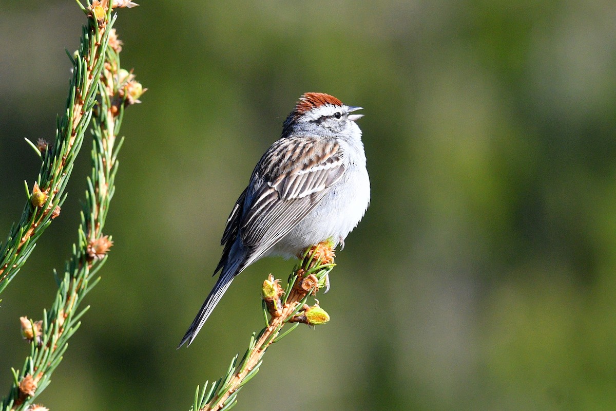 Chipping Sparrow - ML618377744