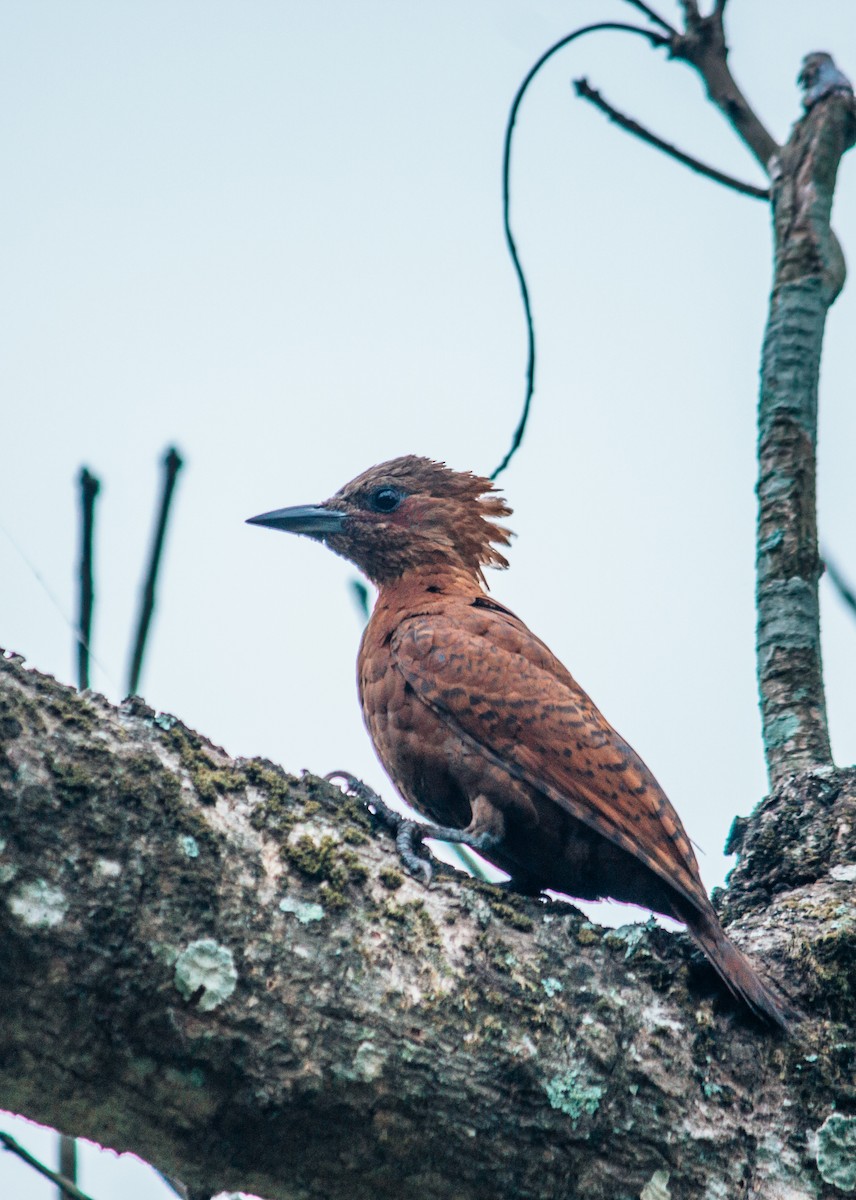 Rufous Woodpecker - ML618377756