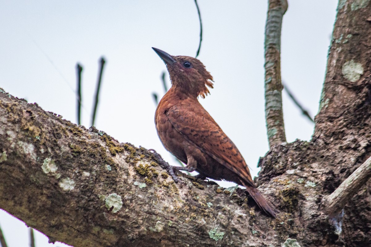Rufous Woodpecker - ML618377759