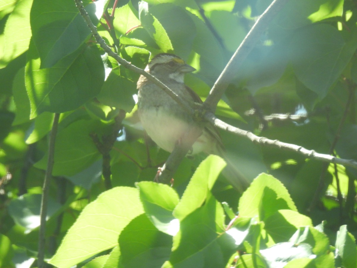 White-throated Sparrow - Steven Hromada