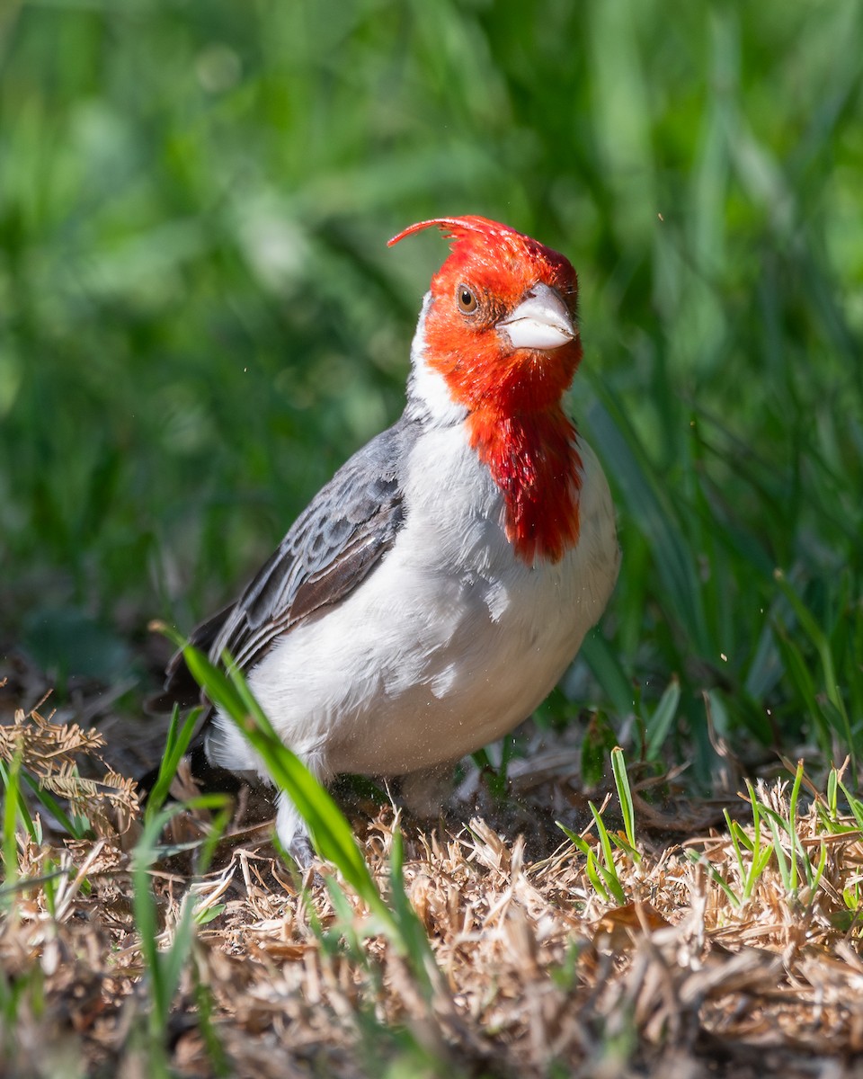 Red-crested Cardinal - ML618377787