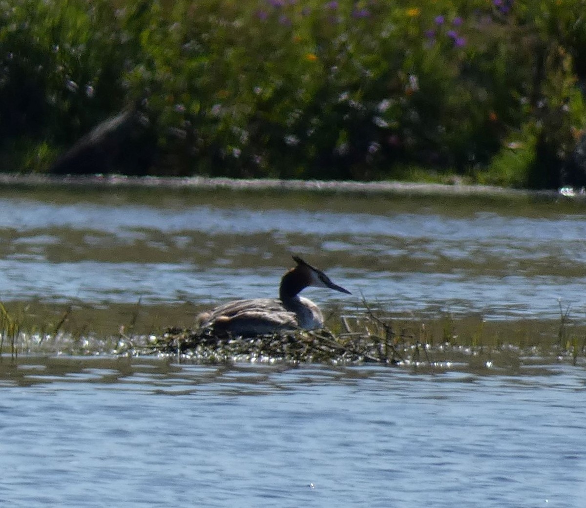 Great Crested Grebe - ML618377833