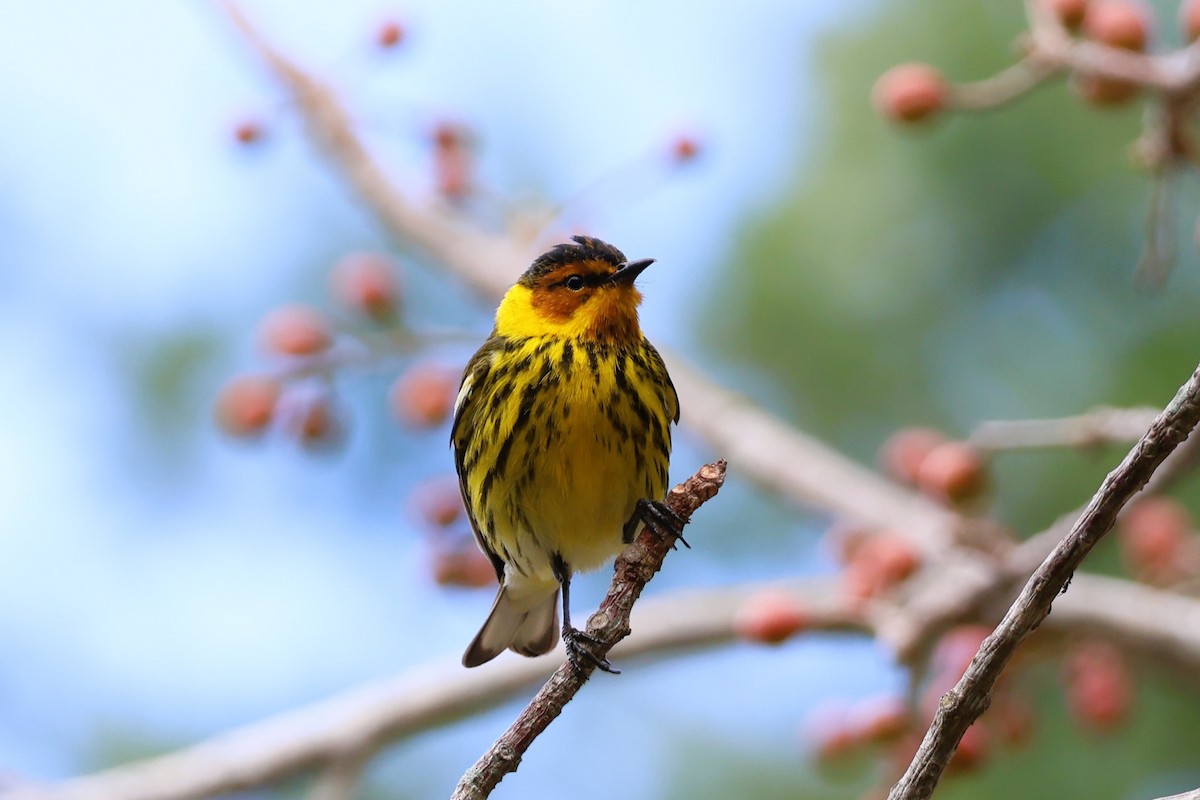 Cape May Warbler - ML618377844