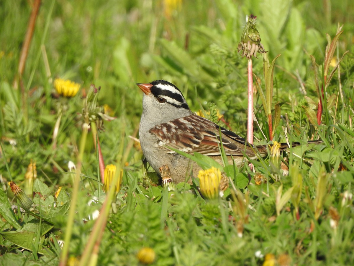 White-crowned Sparrow - ML618377851
