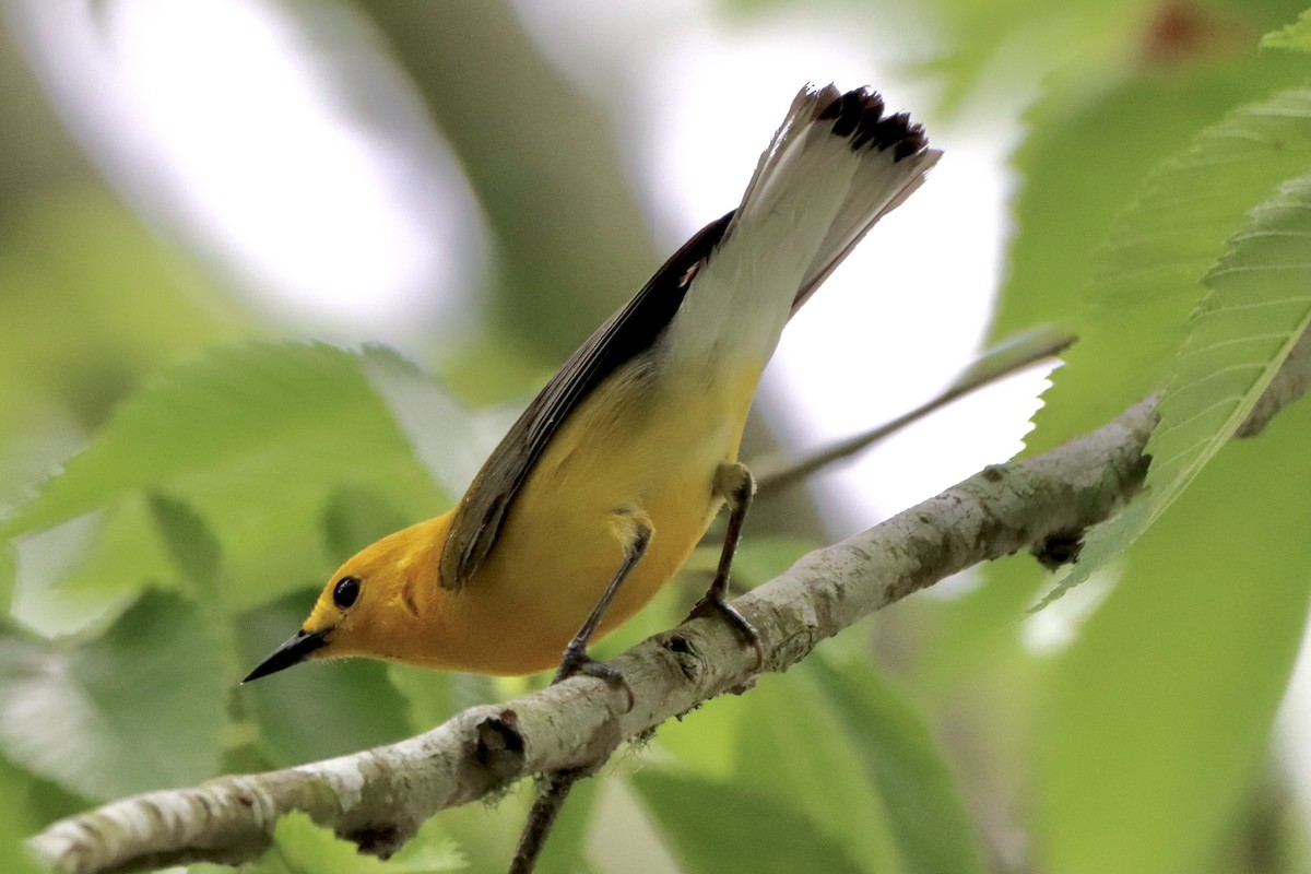 Prothonotary Warbler - Robbin Mallett