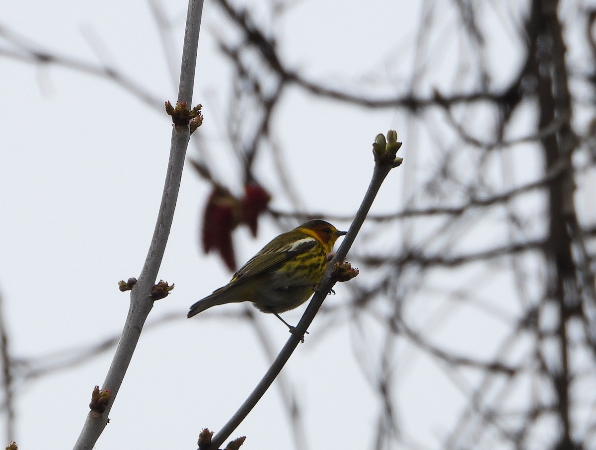 Cape May Warbler - ML618377891