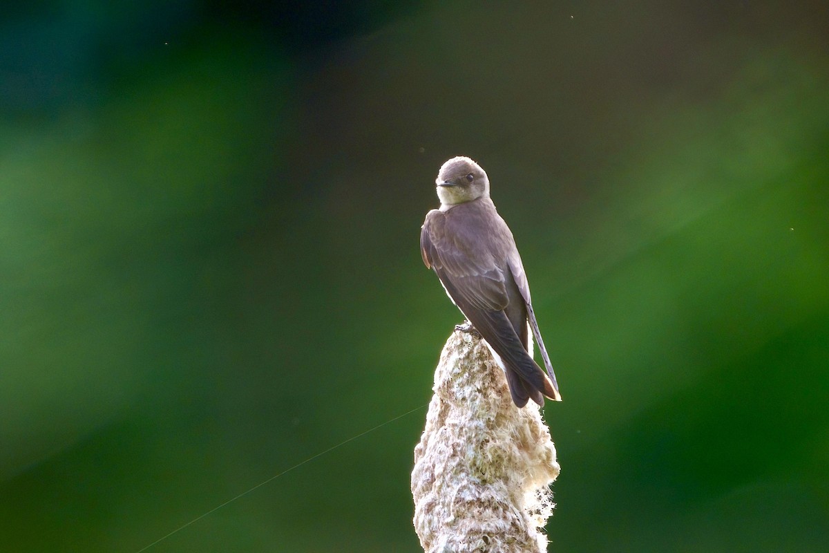 Northern Rough-winged Swallow - ML618377892