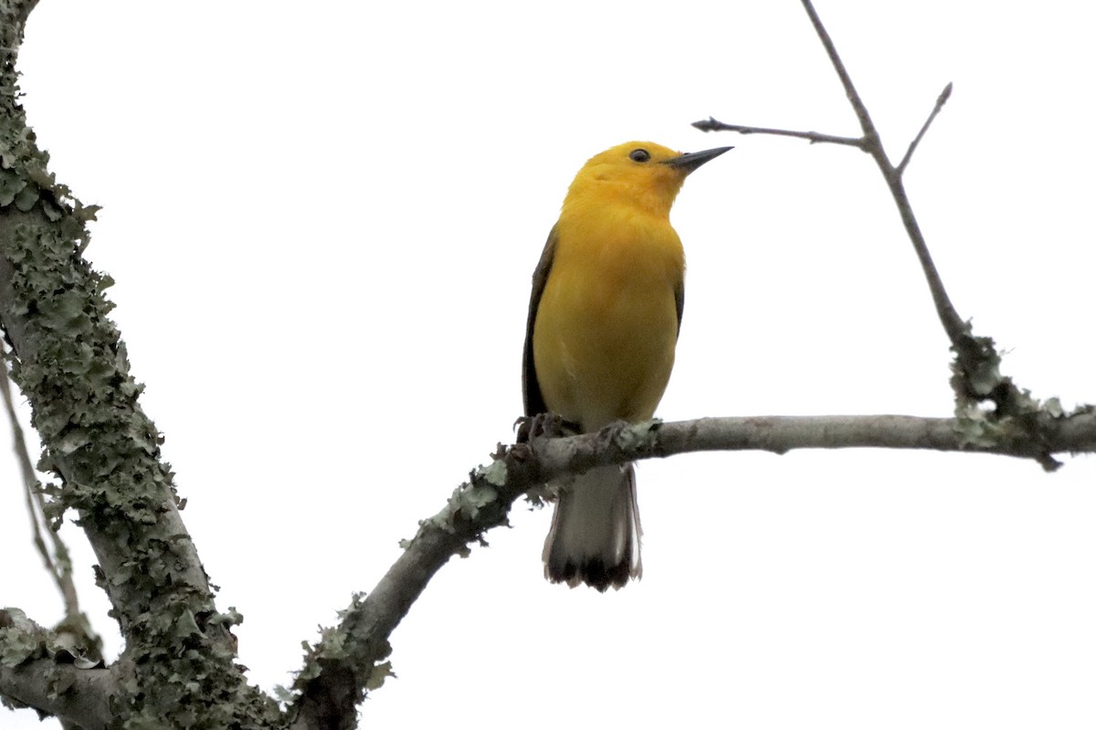 Prothonotary Warbler - ML618377895