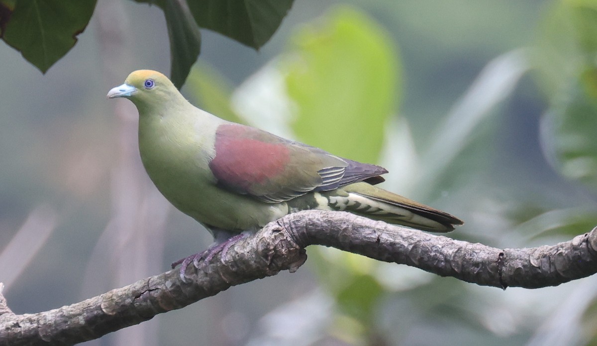 Whistling Green-Pigeon (Taiwan) - ML618377897