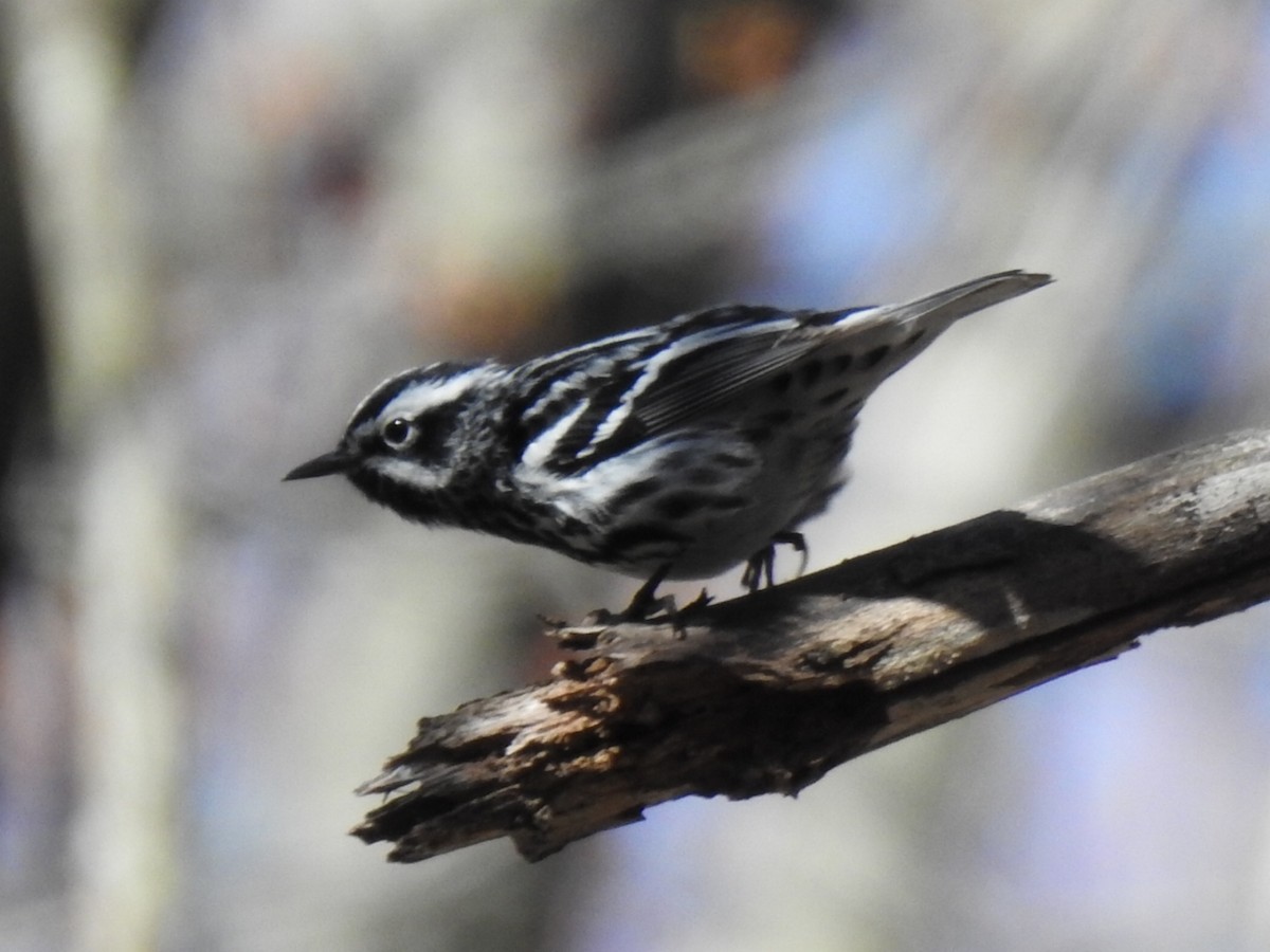 Black-and-white Warbler - André St Pierre Aline Beauchemin