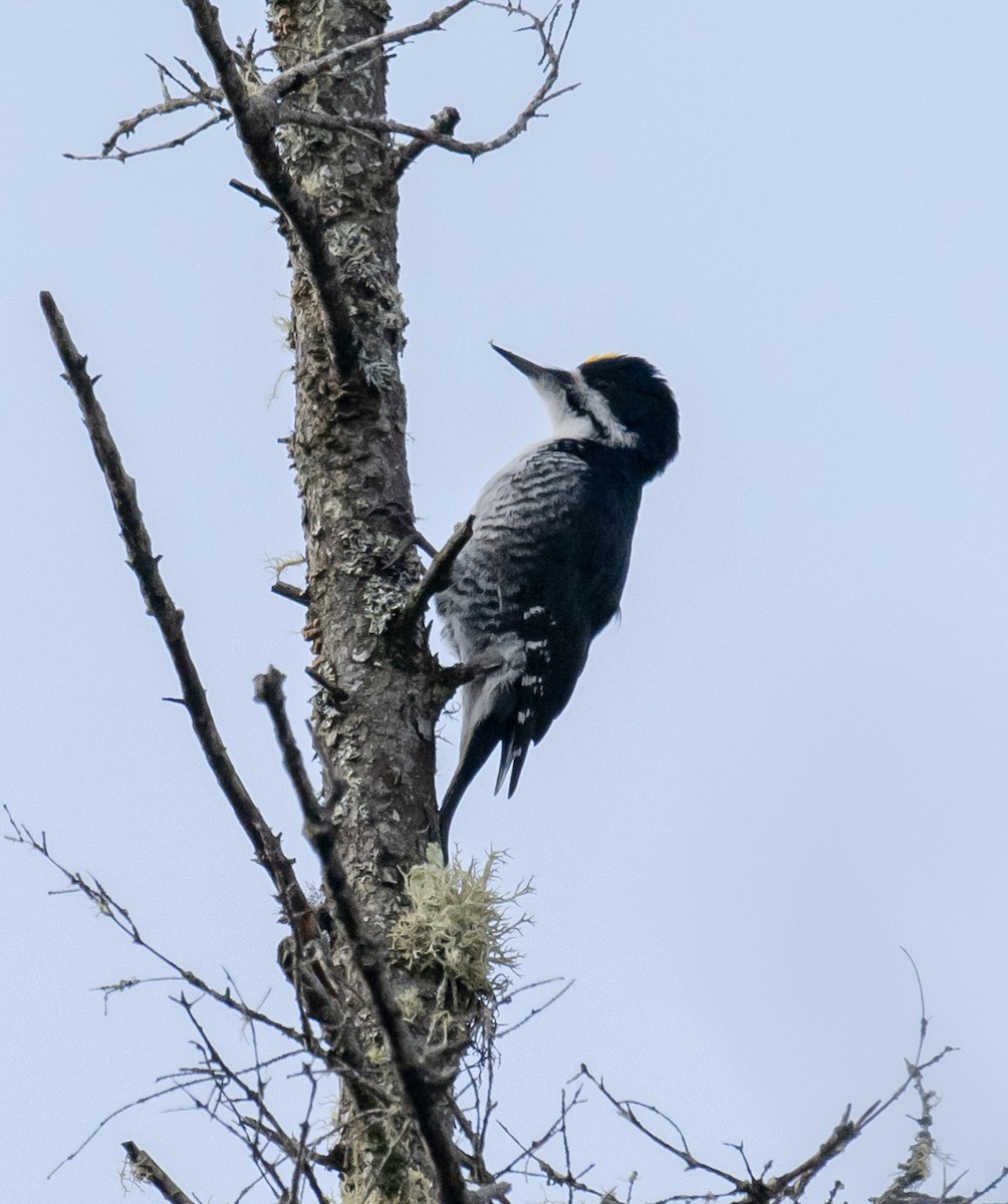 Black-backed Woodpecker - ML618377935
