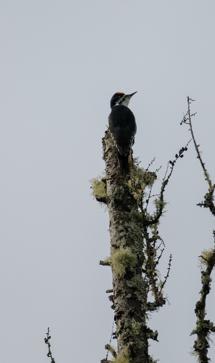 Black-backed Woodpecker - ML618377936