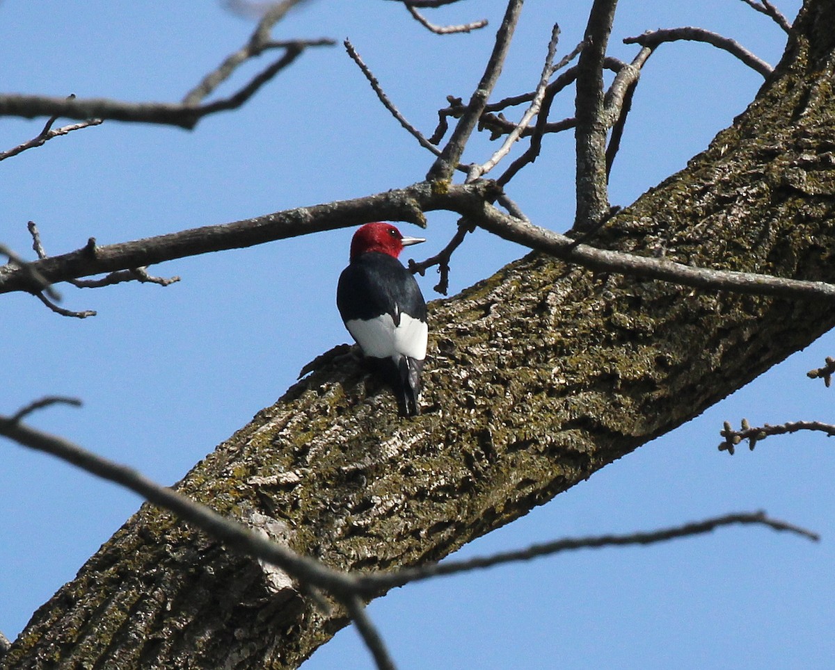 Red-headed Woodpecker - ML618377995