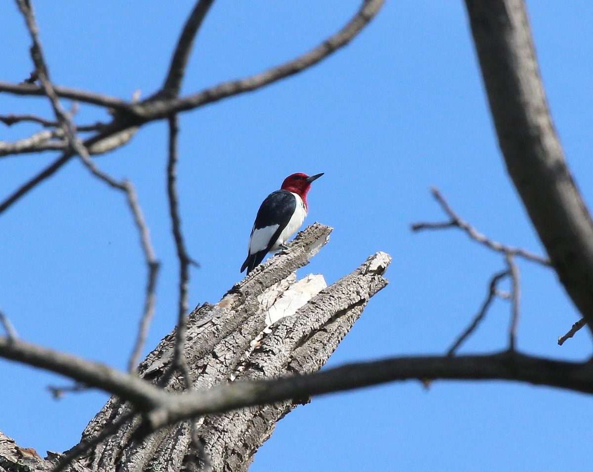 Red-headed Woodpecker - Becky Harbison
