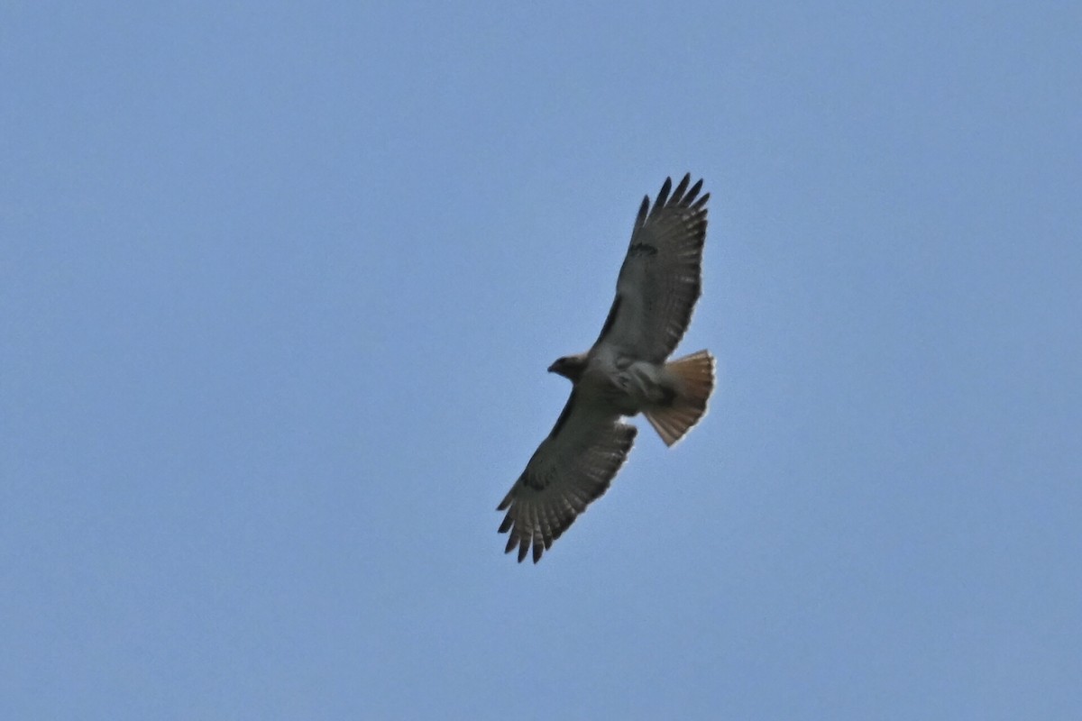 Red-tailed Hawk - ML618378015