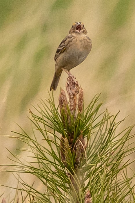 Grasshopper Sparrow - ML618378021