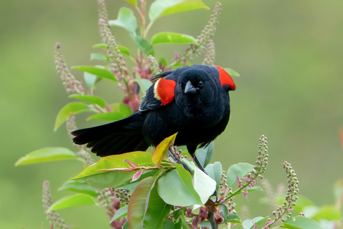 Red-winged Blackbird - ML618378036