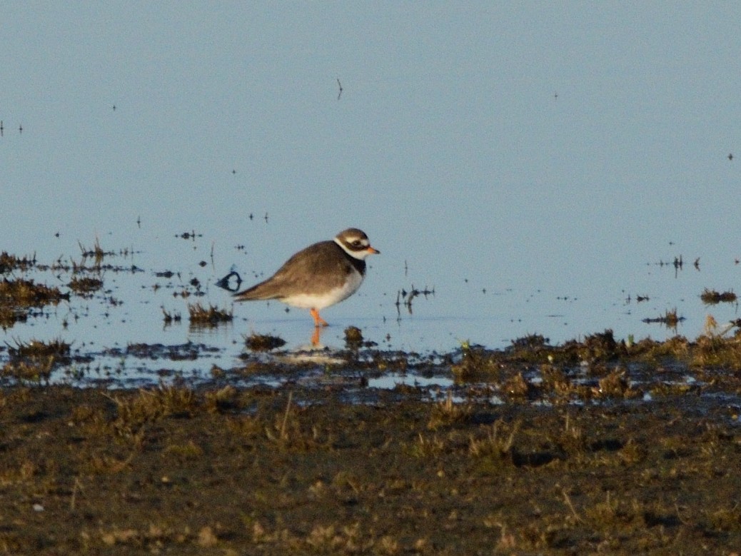 Common Ringed Plover - ML618378048