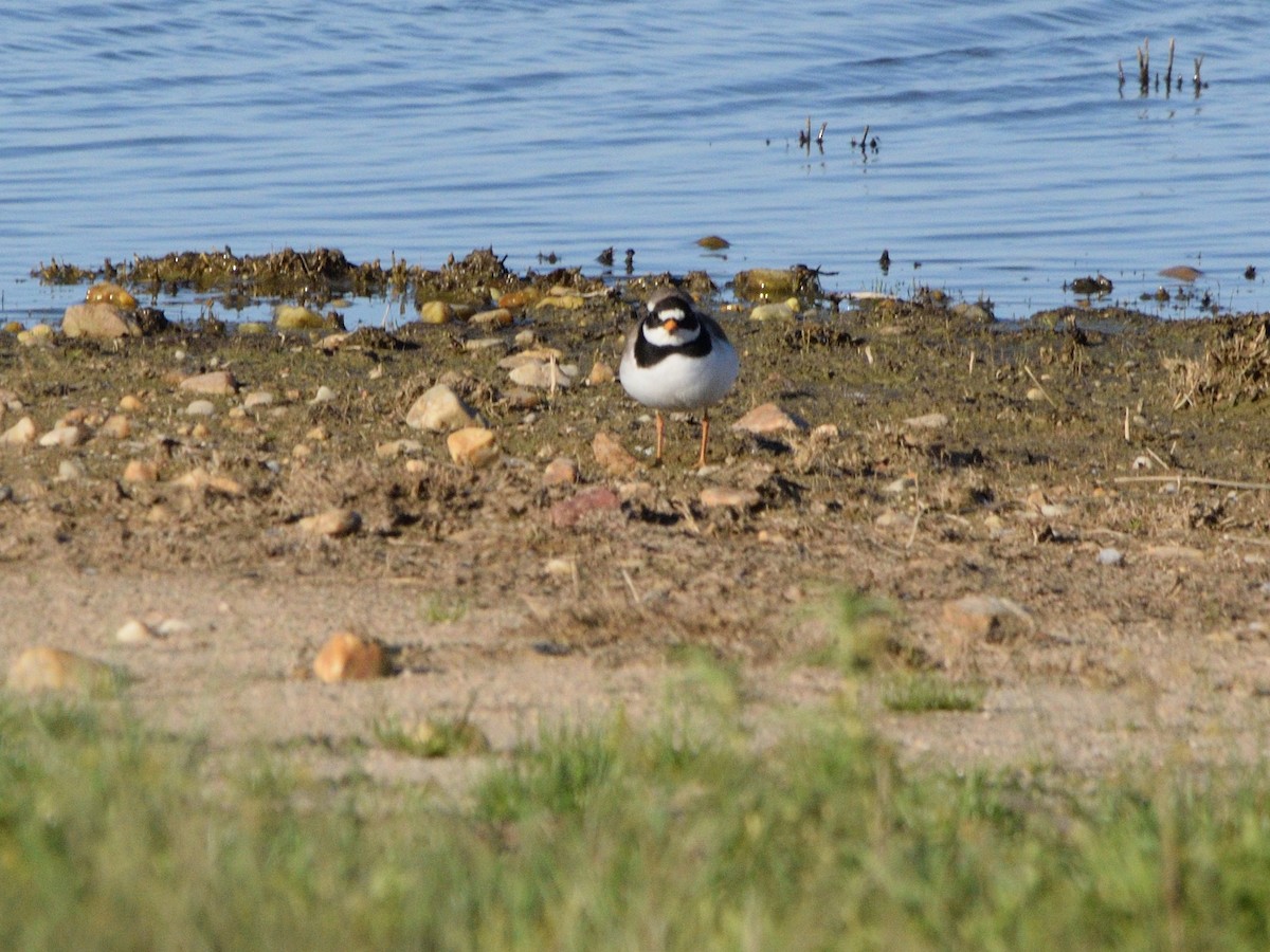 Common Ringed Plover - ML618378049