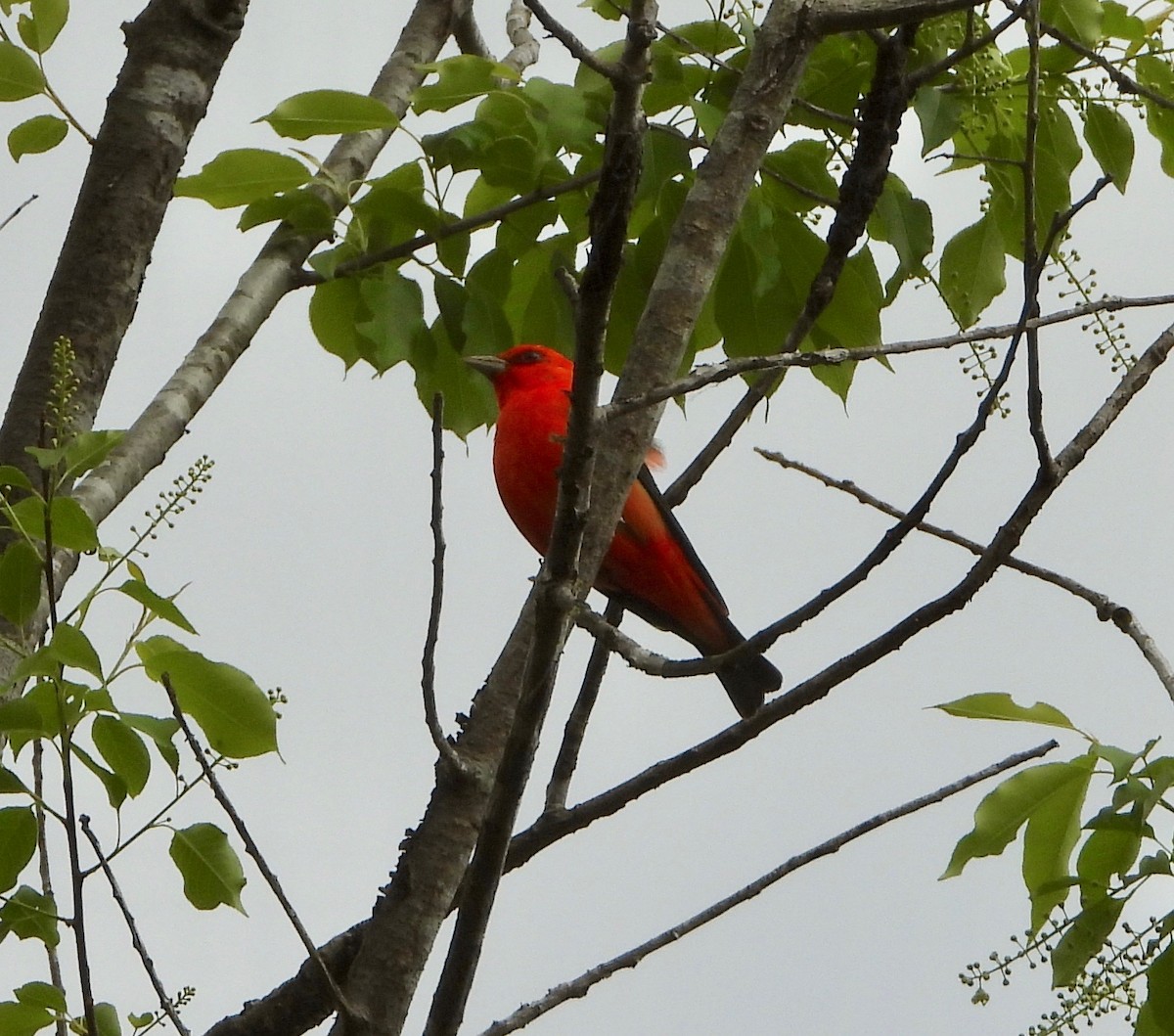 Scarlet Tanager - Michelle Hanko