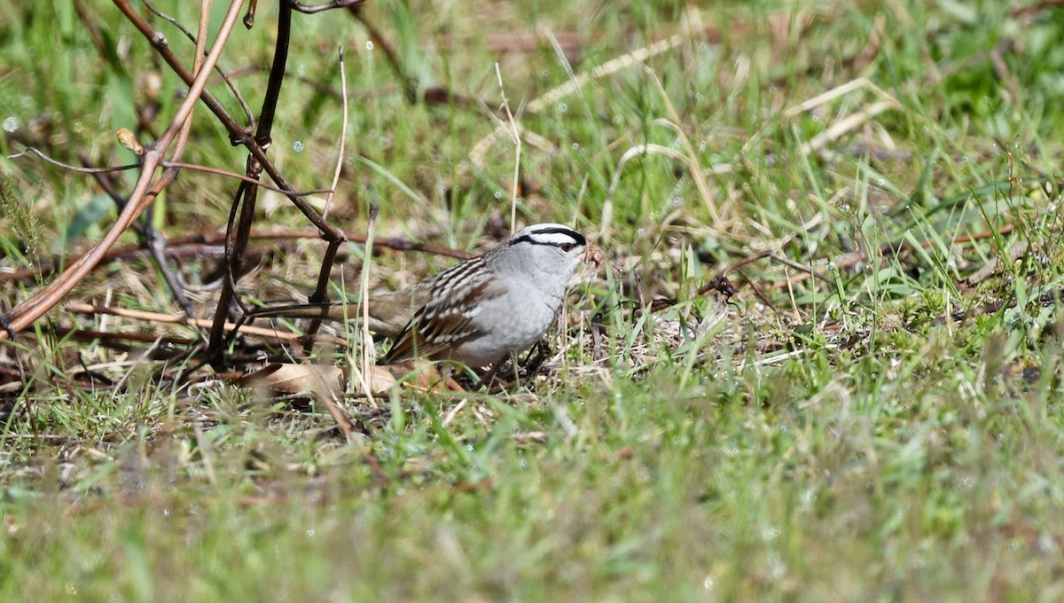 White-crowned Sparrow - ML618378056