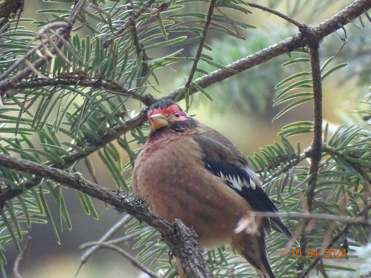 Spectacled Finch - Miquel Rivera