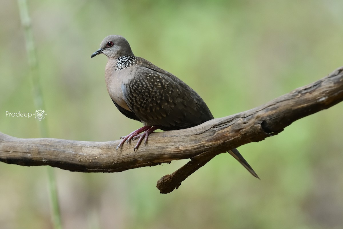 Spotted Dove - ML618378089