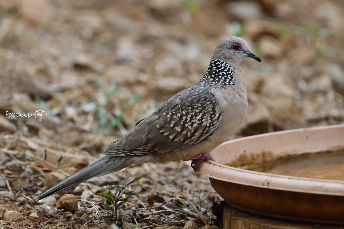 Spotted Dove - ML618378090