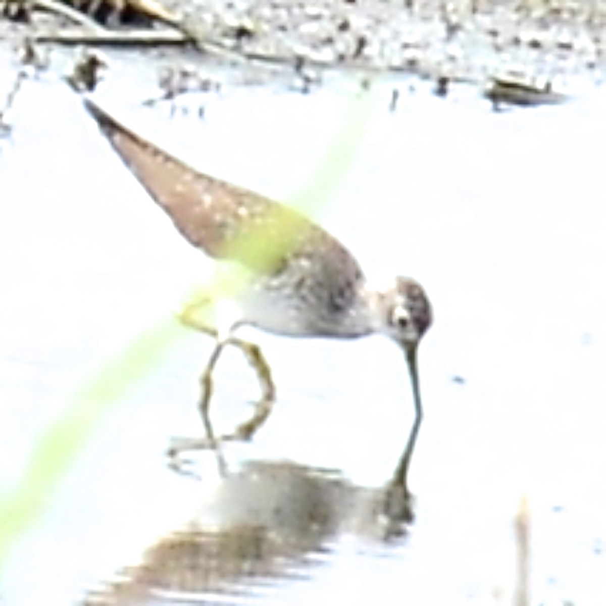 Solitary Sandpiper - T Reed