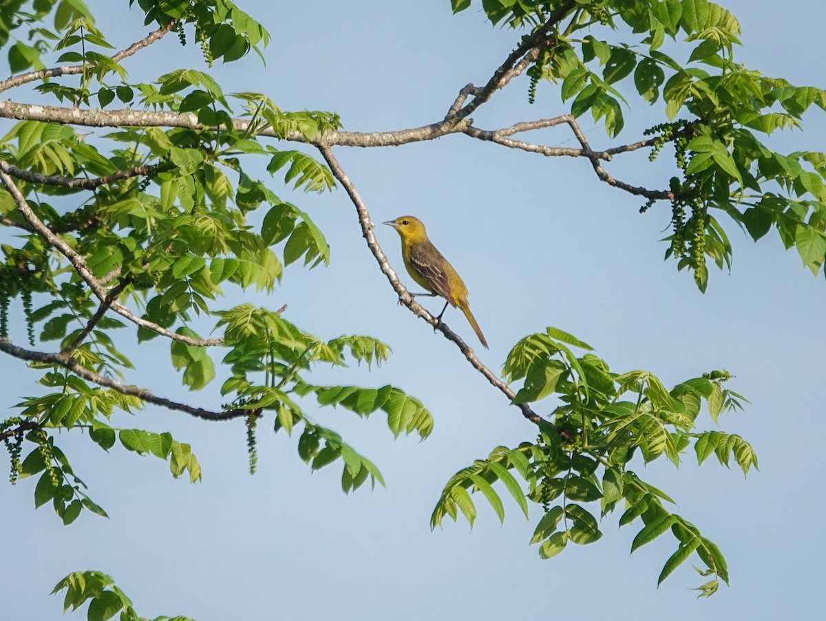 Orchard Oriole - ML618378104