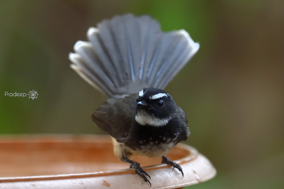 Spot-breasted Fantail - ML618378115