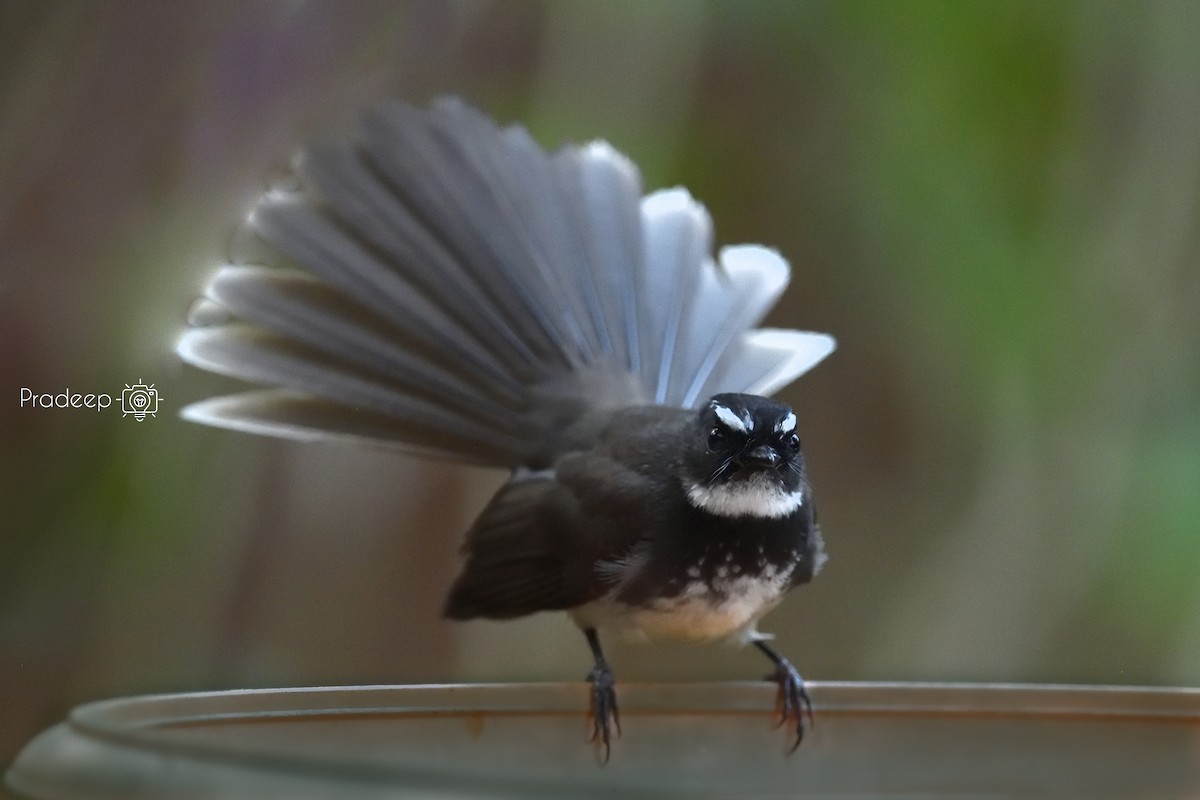 Spot-breasted Fantail - ML618378117