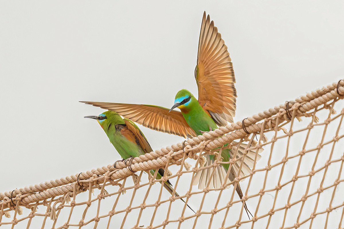 Blue-cheeked Bee-eater - ML618378120