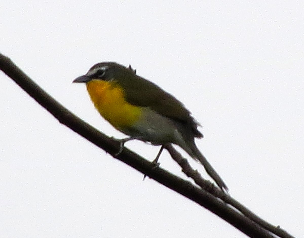 Yellow-breasted Chat - ML618378127