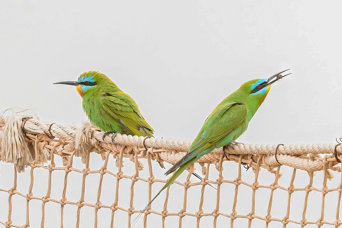 Blue-cheeked Bee-eater - ML618378129