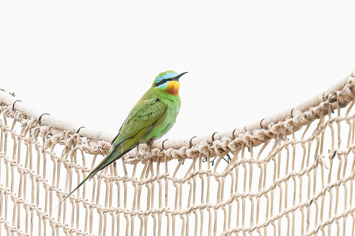 Blue-cheeked Bee-eater - ML618378133