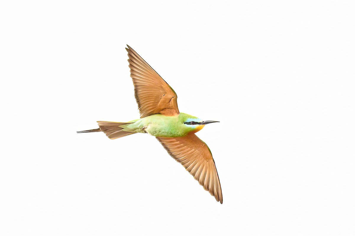 Blue-cheeked Bee-eater - ML618378135