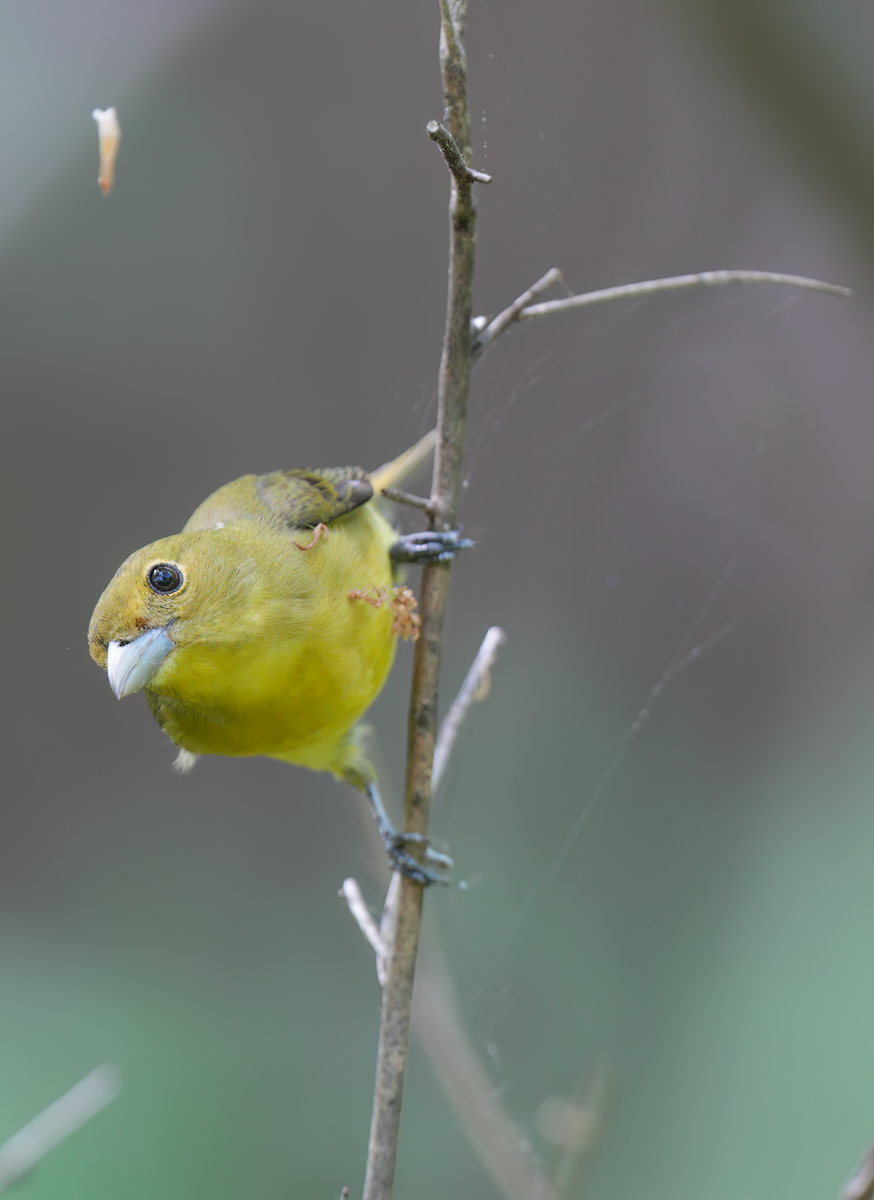 Scarlet Tanager - Zachary Vaughan