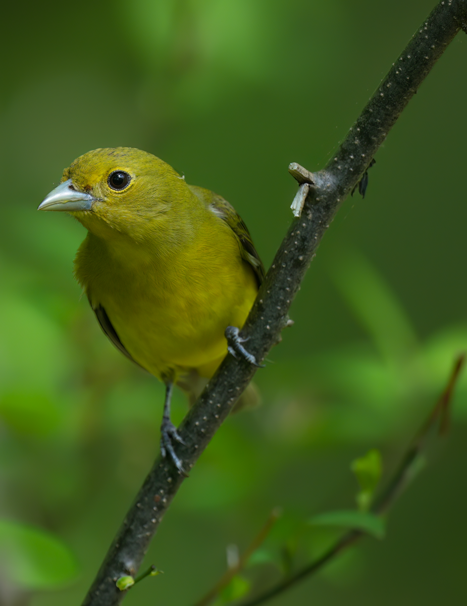 Scarlet Tanager - ML618378158
