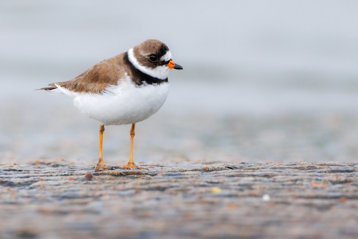 Semipalmated Plover - ML618378163