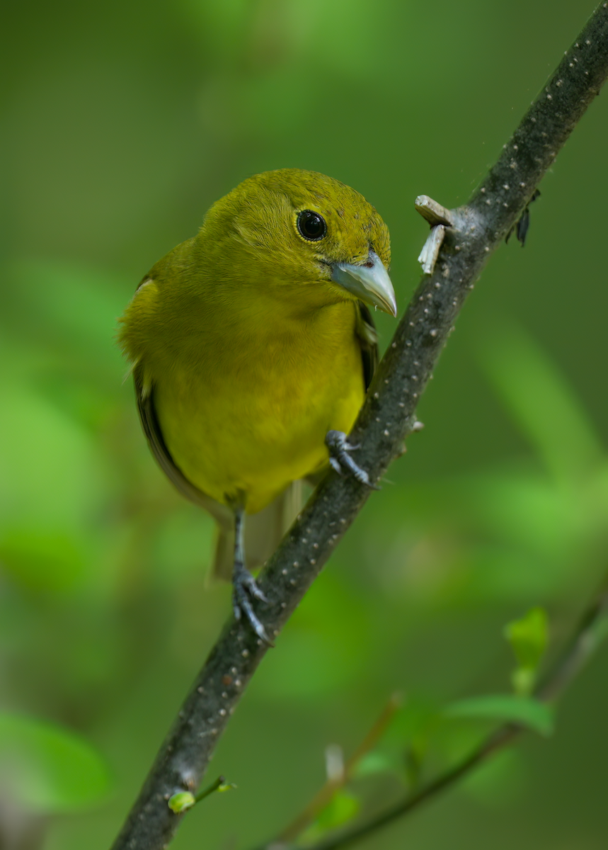 Scarlet Tanager - Zachary Vaughan