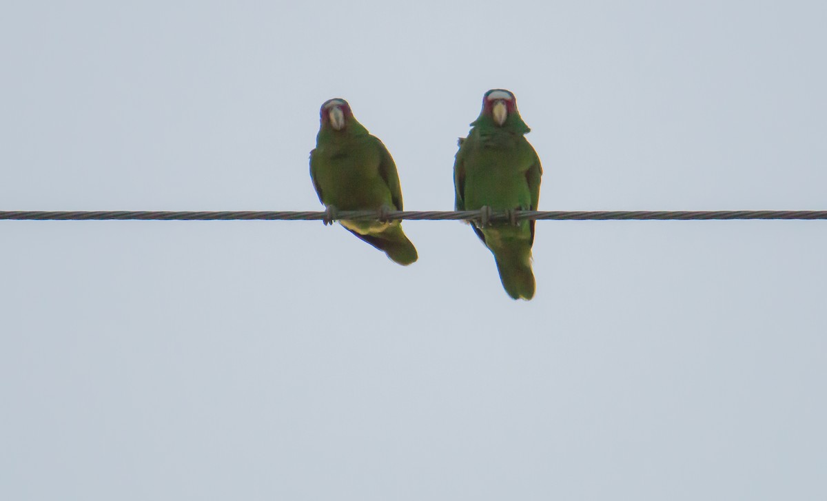 White-fronted Parrot - ML618378165