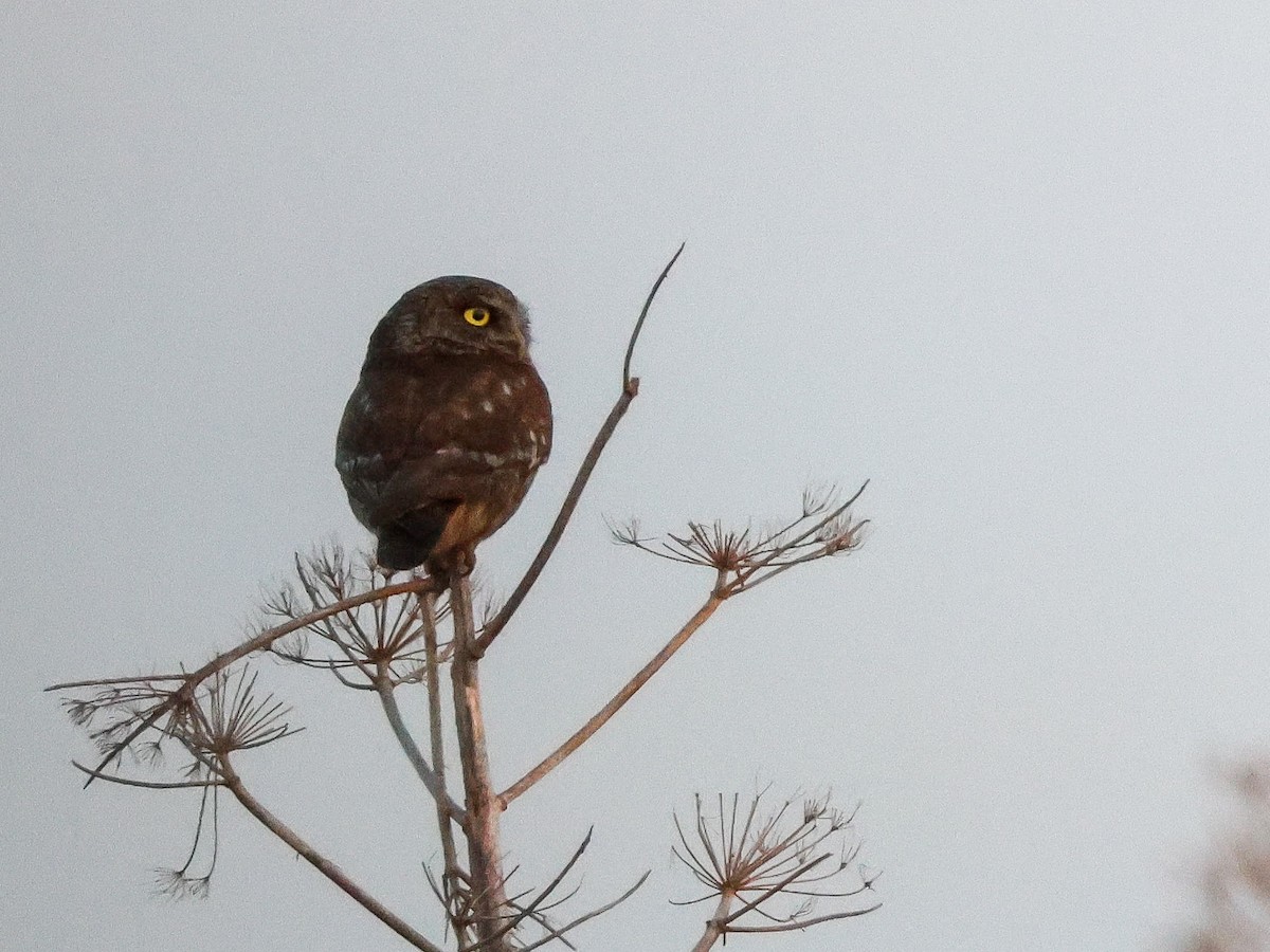 Little Owl - Muammer Ülker