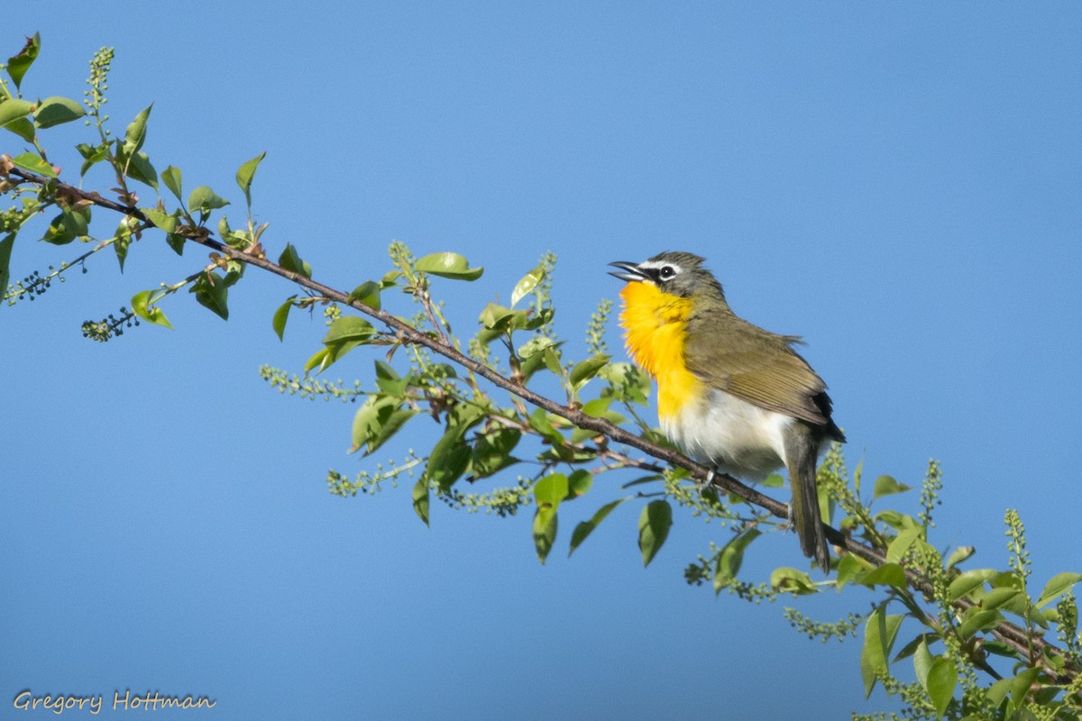 Yellow-breasted Chat - ML618378169