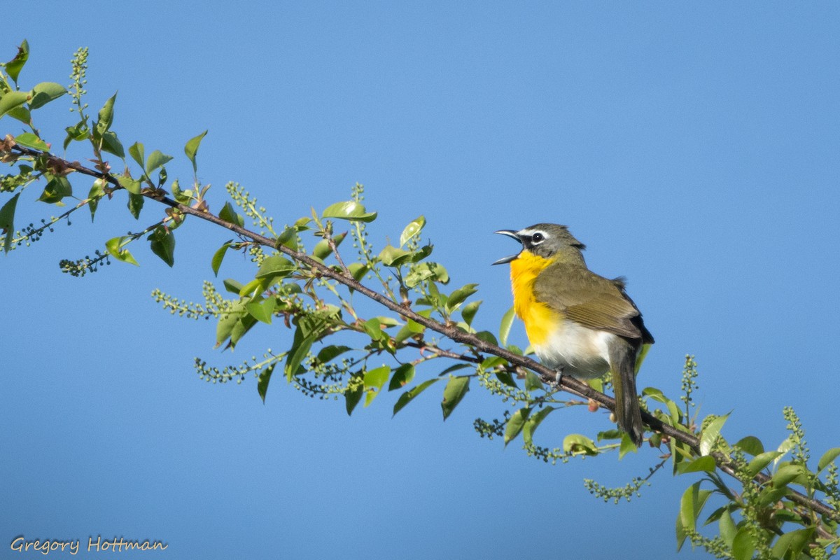 Yellow-breasted Chat - ML618378170